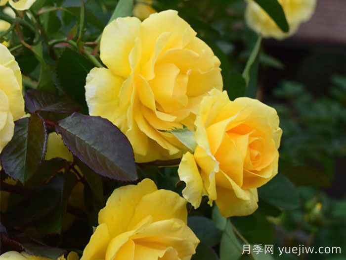 美好陽(yáng)光月季/陽(yáng)光燦爛的日子(圖2)