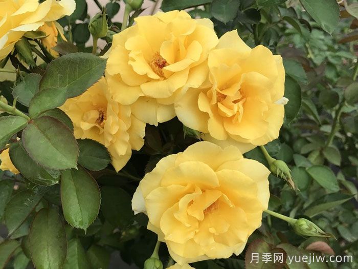 美好陽(yáng)光月季/陽(yáng)光燦爛的日子(圖1)