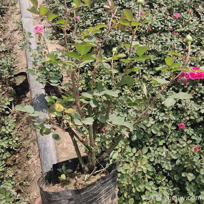 月季如何度過炎熱的夏天？(圖2)