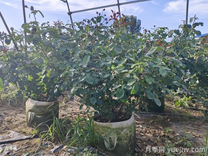 月季安全度夏指南，別讓你的月季死在夏天(圖1)