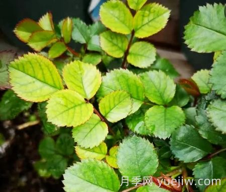 夏季月季新葉子發(fā)黃，該如何解決？(圖1)