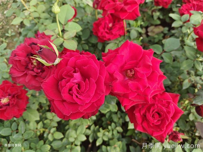 夏季月季養(yǎng)護(hù)五要點(diǎn)，輕松應(yīng)對高溫花期翻倍(圖1)