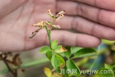 月季被高溫燙傷了怎么辦？(圖1)
