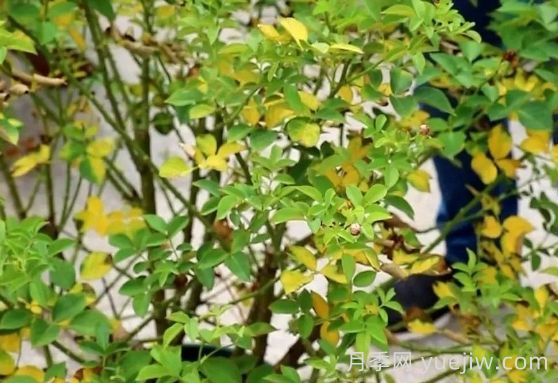 月季被高溫燙傷了怎么辦？(圖4)
