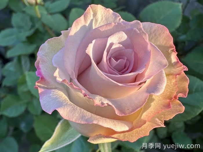 旋風月季(圖1)