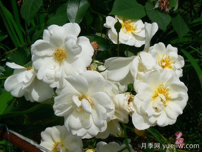 雪之女王月季/魔毯/塔尼吉諾(圖3)