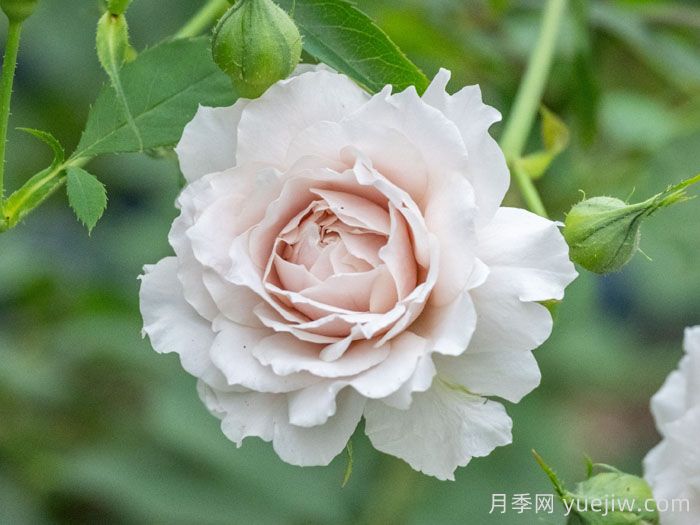 沉月月季(圖1)