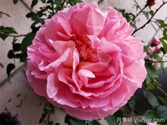 不同環(huán)境如何選月季？(圖2)