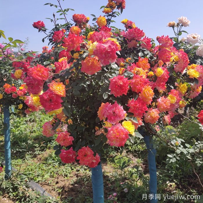 夏天開(kāi)敗的月季花，如何能快速再次開(kāi)花？(圖1)