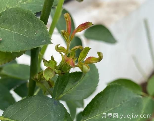 月季嫩尖干癟，到底是什么問(wèn)題產(chǎn)生的？(圖1)
