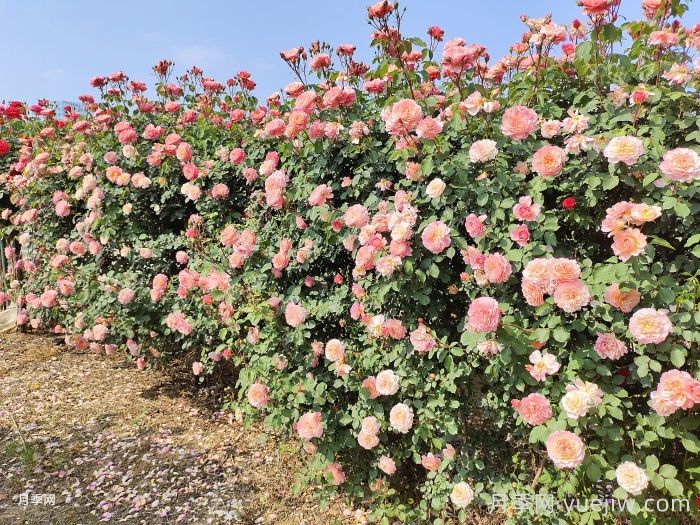 如何在半陰環(huán)境中養(yǎng)護(hù)藤本月季和豐花月季？(圖1)