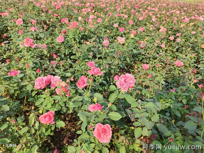 新手適合養(yǎng)大花月季還是豐花月季？(圖2)