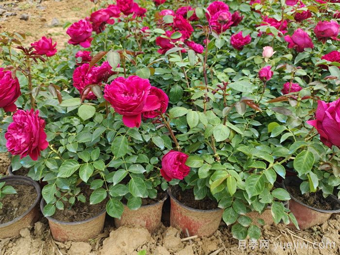 月季花秋季可以換盆嗎？秋天買回的月季如何換盆？(圖1)