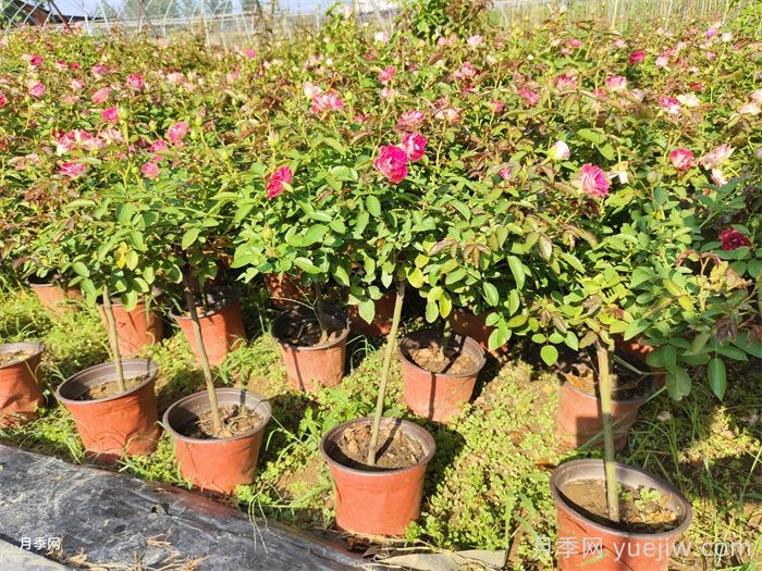 秋天給月季花換盆土還會(huì)再開(kāi)花嗎？(圖1)