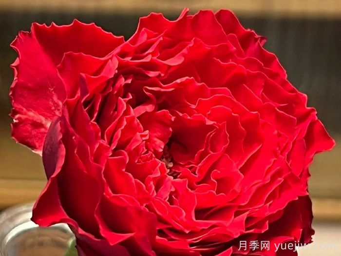 吸血鬼之吻月季優(yōu)缺點(圖1)