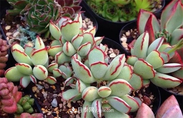 巧克力線，多肉植物(圖2)
