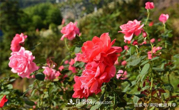 花瓣少的低維護(hù)月季到底有哪些優(yōu)點(diǎn)？(圖1)