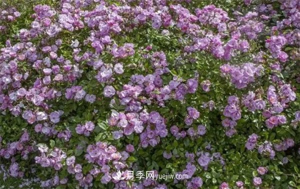 花瓣少的低維護(hù)月季到底有哪些優(yōu)點(diǎn)？(圖6)