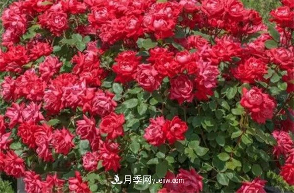 花瓣少的低維護(hù)月季到底有哪些優(yōu)點(diǎn)？(圖3)