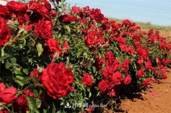 花瓣少的低維護(hù)月季到底有哪些優(yōu)點(diǎn)？(圖2)