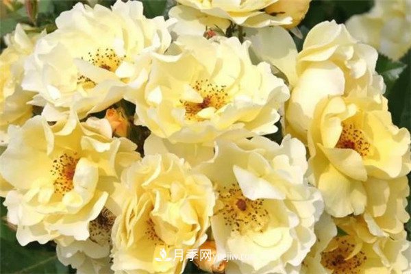 花瓣少的低維護(hù)月季到底有哪些優(yōu)點(diǎn)？(圖5)