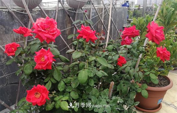 月季入門(mén)品種推薦：紅色月季必養(yǎng)緋扇和紅龍(圖1)