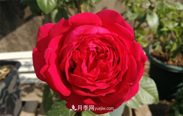 月季入門(mén)品種推薦：紅色月季必養(yǎng)緋扇和紅龍(圖2)