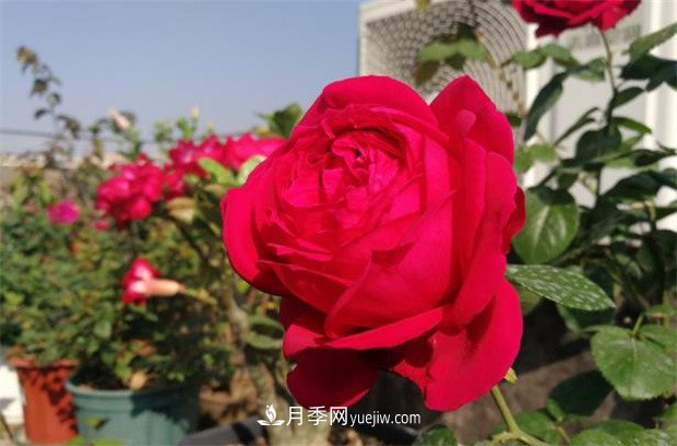 月季入門(mén)品種推薦：紅色月季必養(yǎng)緋扇和紅龍(圖3)