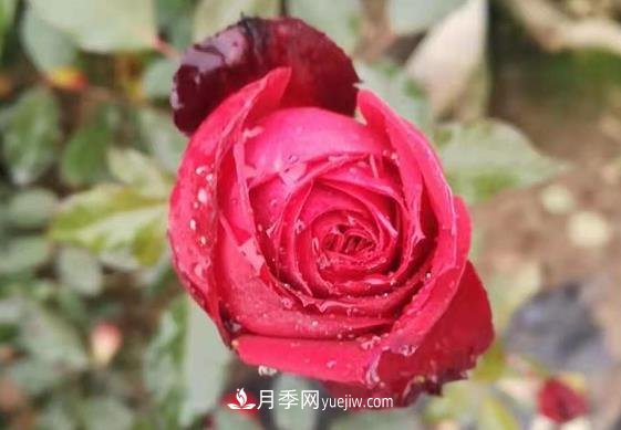 寒冬冰封時(shí) 猶有抱枝香 南陽(yáng)月季何以花開四季？(圖1)