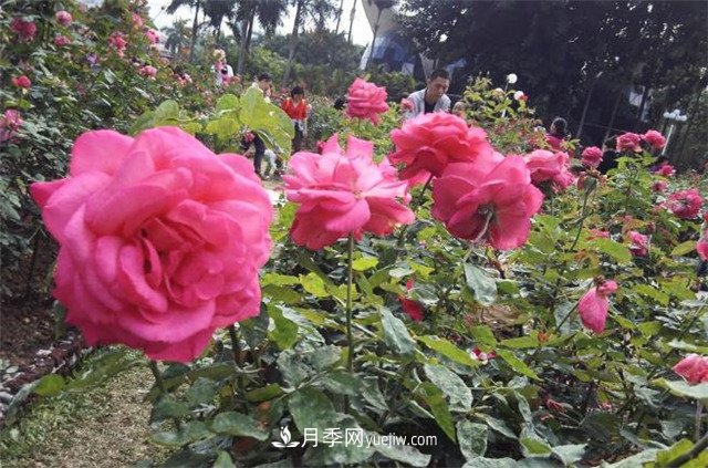 好多年沒到深圳人民公園看月季花展了，不知今年如何(圖1)