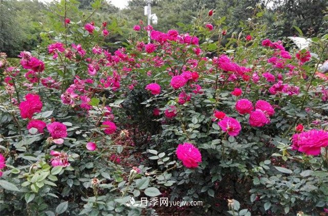 好多年沒到深圳人民公園看月季花展了，不知今年如何(圖2)