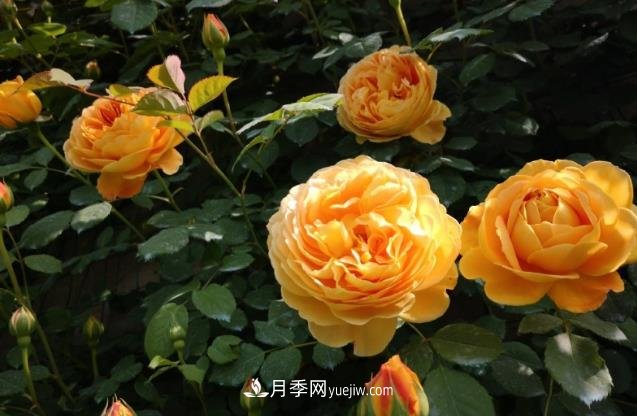 月季施肥用什么肥料好？別亂用不然只長葉不開花(圖1)