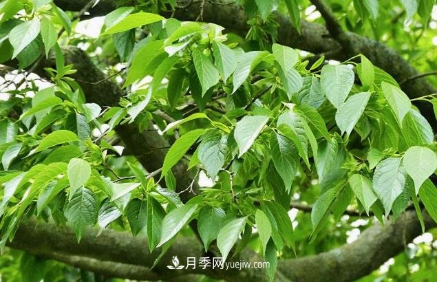 杜仲，可以在北方種植的珍貴樹種苗木(圖1)