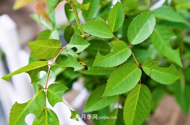 月季遇上切葉蜂，切葉蜂的習(xí)性和防治(圖1)