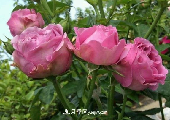紫霧泡泡月季推薦，花色更是吸引人(圖1)
