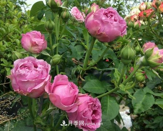 紫霧泡泡月季推薦，花色更是吸引人(圖2)