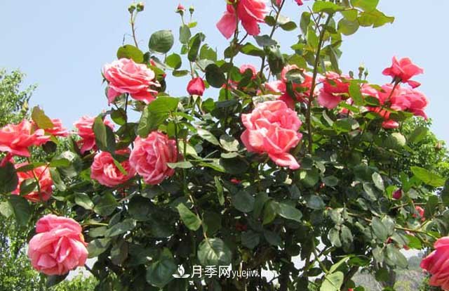 樹狀月季的栽培方式及其特點有哪些？(圖1)