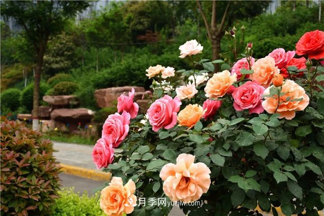 月季花霜霉病怎么預(yù)防和治療？(圖1)
