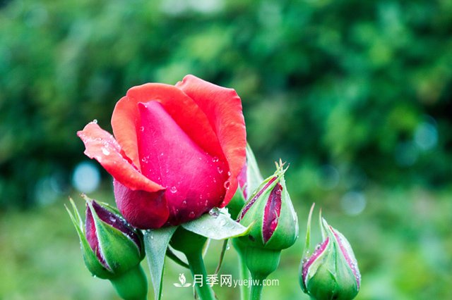 月季到了冬季要不要施肥？(圖1)