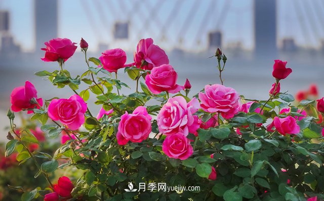 南陽月季文化(圖1)