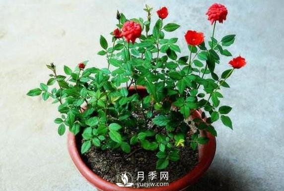 盆栽花卉哪些枝條需要修剪？(圖1)