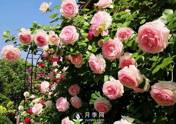月季花有什么功效與作用？(圖1)