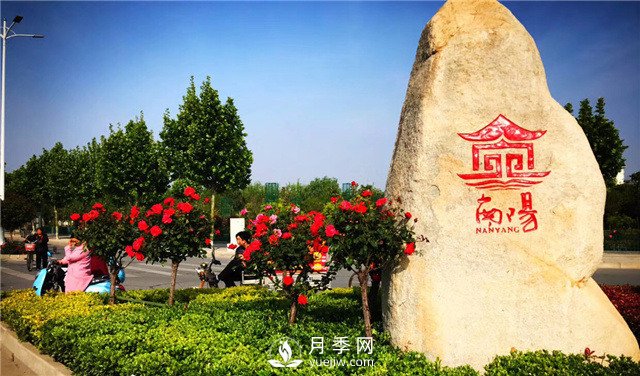 園林綠化中常用的南陽月季規(guī)格大概有哪些？(圖1)