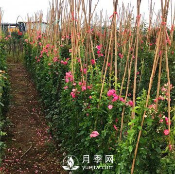 求購藤本月季苗，找月季網(wǎng)基地(圖1)