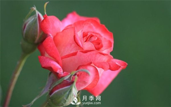 月季進(jìn)入花期前的關(guān)鍵養(yǎng)護(hù)期 做好三點(diǎn) 4月花苞開到爆(圖1)