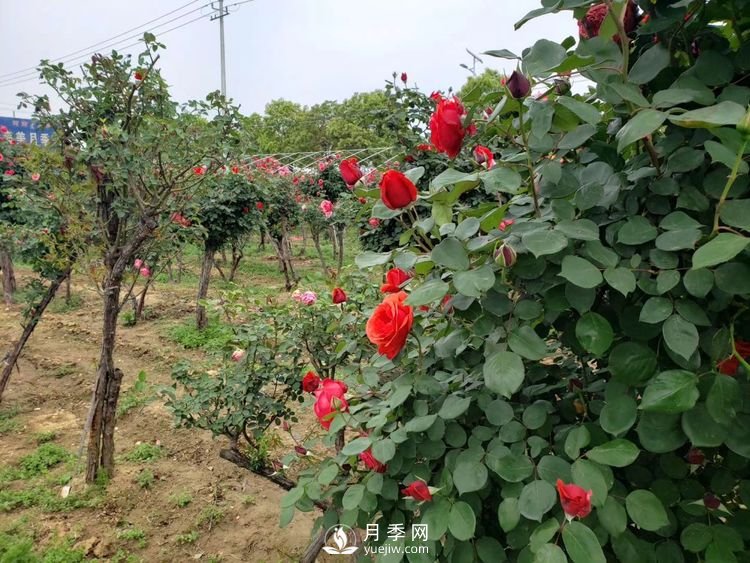 一月份園林工程月季養(yǎng)護(hù)管理技術(shù)要點(diǎn)(圖1)