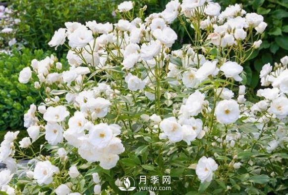 為何豐花月季深受工程采購的青睞？(圖1)