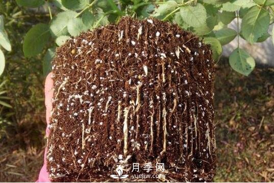 月季如何養(yǎng)根？(圖1)