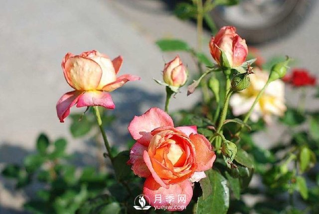 紅土是否可以拿來(lái)栽種月季？(圖1)