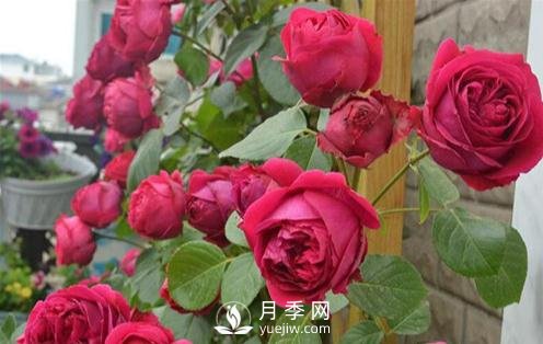 月季出現(xiàn)灰霉病怎么辦？(圖1)
